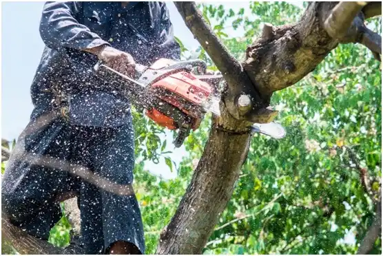 tree services Graniteville